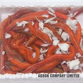Arenicola (Lugworm) Nedir? Arenicola (Lugworm) Nedir?