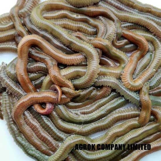 Arenicola (Lugworm) Nedir? Live Bait Yem Olarak Kullanımı Arenicola (Lugworm) Nedir? Live Bait Yem Olarak Kullanımı